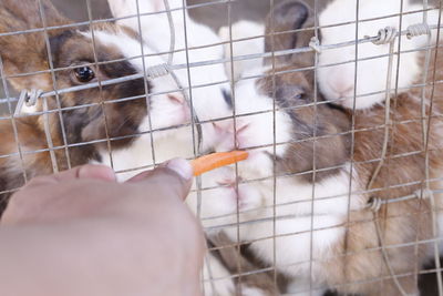 Close-up of hand feeding cat in cage