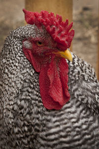 Close-up of rooster