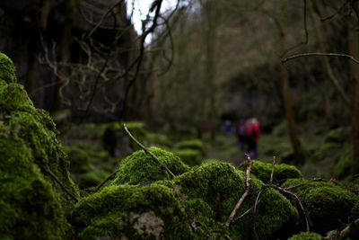 Moss growing on tree roots in forest