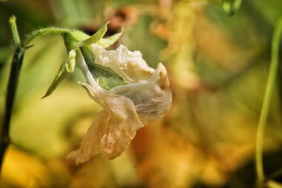 Close-up of water drops on flowering plant