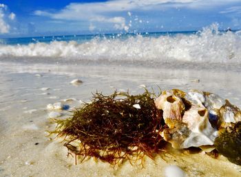 Close-up of shell on beach