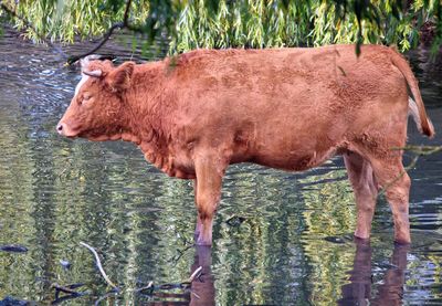 Cow standing in water