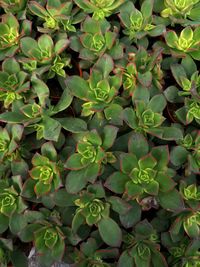 Full frame shot of plants growing on field