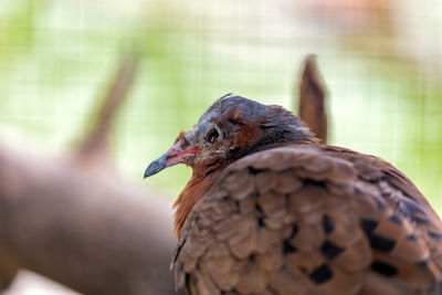 Close-up of bird