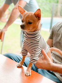 Rear view of woman with dog shirt sitting at home