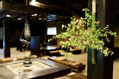 Potted plant on table