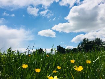 Yellow flowering plants on field against sky