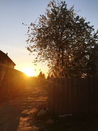 Sun shining through trees