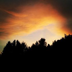 Silhouette of trees at sunset