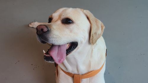 Close-up of dog looking away