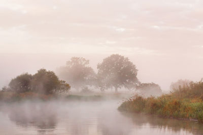 Trees by lake against sky