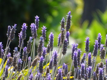 Close-up of purple flowering plants on field