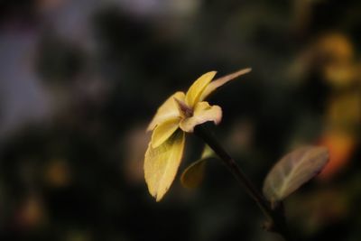 Close-up of yellow flowering plant