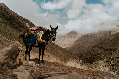 View of a horse on landscape