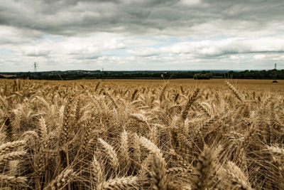 Wheat growing on field against cloudy sky