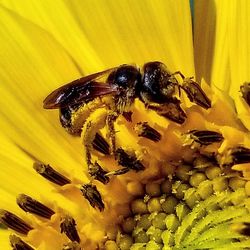 Close-up of bee pollinating on yellow flower