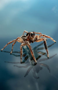 Close-up of spider