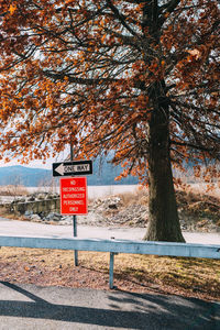 Trees in park during autumn