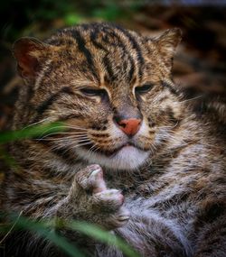 Close-up of cat