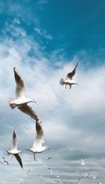 Low angle view of seagulls flying over sea against sky