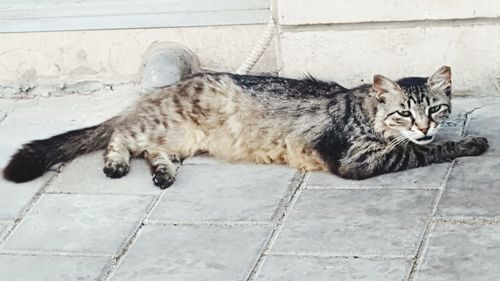 Cat resting on tiled floor