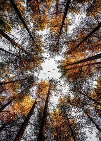 Low angle view of trees against sky during autumn