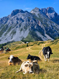 Cows grazing on field against mountain