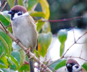 Close-up of bird perching on tree