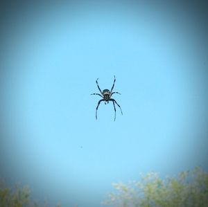 Close-up of spider