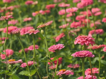 Close-up of pink flowering plants on field