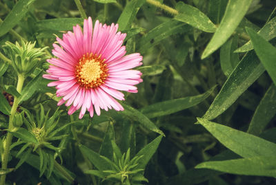 Close-up of pink flower blooming outdoors