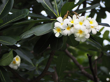 Close-up of flowers blooming on tree