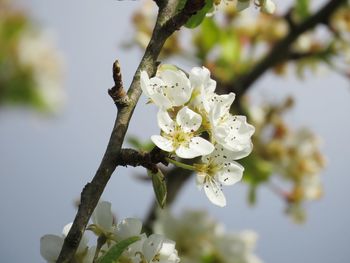 Close-up of white cherry blossom tree