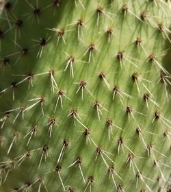 Full frame shot of cactus