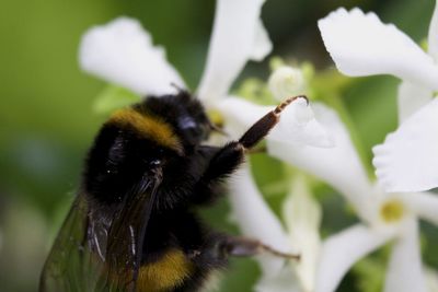 Close-up of bumblebee pollinating on white flowers