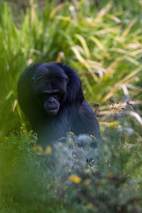 Adult monkey waking between tree branches and plant bushes and flowers.