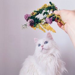 Cropped hand of person holding flowers over cat against wall