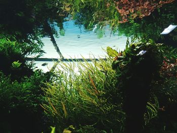 Scenic view of lake against trees
