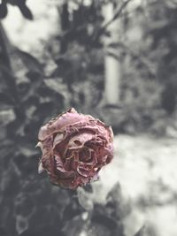 Close-up of rose blooming outdoors