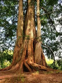 Low angle view of tree trunks in forest