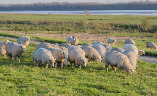 Sheep grazing on field