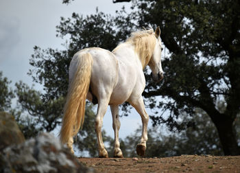 Low angle view of horse standing on land