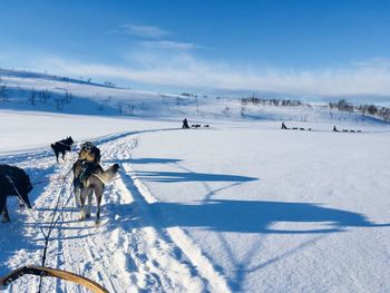 View of sled dogs on snow covered land