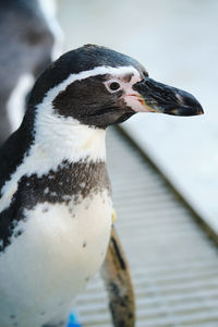 Close-up of a bird