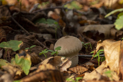 Close-up of mushrooms growing on field