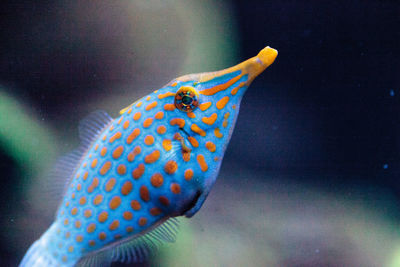 Close-up of fish swimming in tank at aquarium