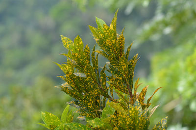 Close-up of flowering plant