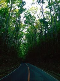 Empty road amidst trees in forest