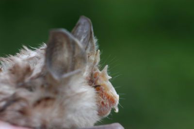 Chiropterologist holding and studying a bat in his hands