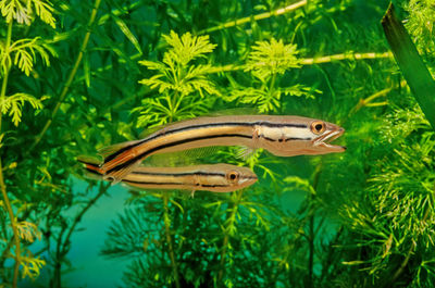 Close-up of fish swimming in water